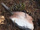 PICTURES/Woods Canyon Lake/t_Artsy Green Pine Cone1.jpg